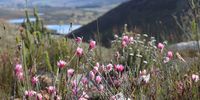 South Africa’s arid Klein Karoo is home to succulents, proteas and wispy fynbos. (Photo: Biénne Huisman)<br>