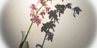 Lonely Cymbidium at supper in guest house. Photographer: Charles Wait