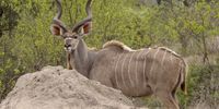 The Kudu,the Ant-Hill and The Bush. Photographer: Peter Brett