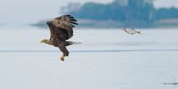 "Unexpected role swap" Every annoyed and overtired bream fish needs to de-stress by hunting for a bald eagle. Szczecin Lagoon, Poland. (Photo: Przemyslaw Jakubczyk)