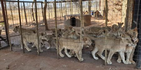 Urgent questions about the welfare of wildlife that Parliament needs to ask