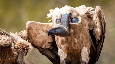 Fast-track solar plan crumbles as risks to endangered vultures come to light