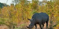Rhino trade set to be revived as new minister signals shift in wildlife policy
