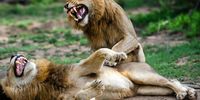 african-lion-book