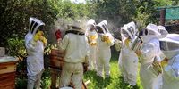 Queen bees reshaping SA beekeeping industry