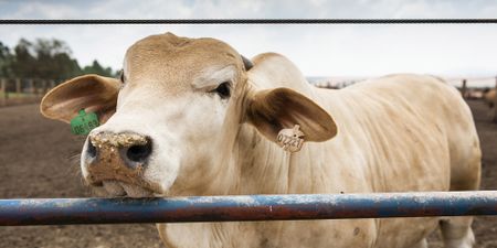 Alarm sounded on shortage of livestock vaccines in South Africa