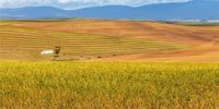 Bread & Wine: A land that can forget itself (Part Two)