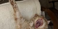 Vincent in NZ yawning. Photographer: RJ Montgomery<br>