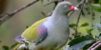African Green Pigeon taken on the farm at Kwelera East London. 