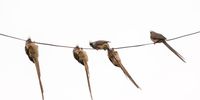 P36 Sukasha Birds