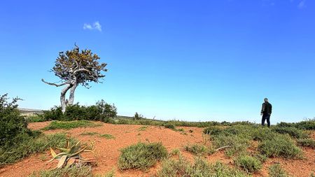 Is SA’s novel spekboom restoration a new soil carbon-farming frontier?