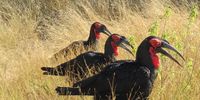 Southern Ground Hornbills – Kruger Park October 2020. Image: Rowan Lyle