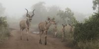 Early morning Kruger National Park. Image: Ina Koen