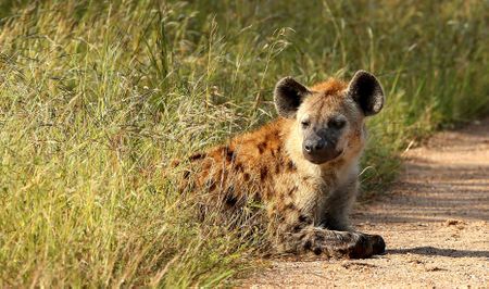 Hyena kills young girl at Timbavati Private Nature Reserve