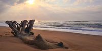 Driftwood beach. Photographer: David Swart