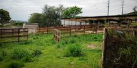 Nelson Mandela Bay municipal animal pound