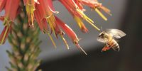 “A worker bee lifts pollen from a winter aloe – in my backyard.” Tremaine N Theron