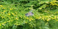 A bee in my garden.
