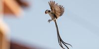 Pin-tailed Whydah (Koningrooibekkie) strutting his stuff. Photographer: Con Fauconnier