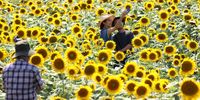 KASAOKA, JAPAN - JULY 31:  A woman takes a selfie photograph in a sunflower field on a hot summer day on July 31, 2021 in Kasaoka, Japan. The Kasaoka Bay Farm sunflower festival is held through mid-August as approximately one million sunflowers are in full bloom in the fields. (Photo by Buddhika Weerasinghe/Getty Images)