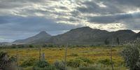 Van Gogh in the Klein Karoo. Photographer: Chris Heymans  