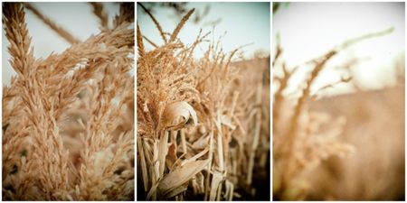 Here is what’s behind the surge in global agricultural commodity prices