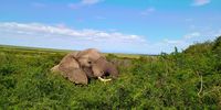 A journey through Addo and memory on roads elephants once carved