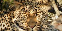 She may be little, but she is fierce! Image: Simone du Plessis
