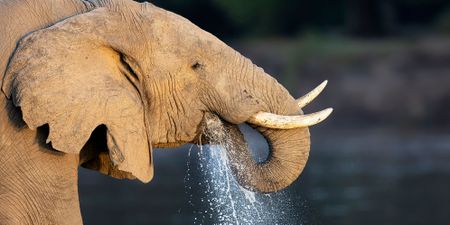 Let Elephants Roam — a conservationist’s last will and testament to icons of the African savanna