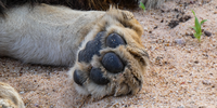 Paw. Image: Richard Bennett