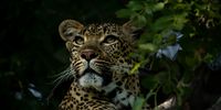 Ross Couper/Singita</p>
<p>Caption:  Leopard in Singita Sabi Sand, January 2023