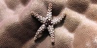 Noduled sea stars are among the reef’s diverse species. (Photo: Ken Marks/Khaled bin Sultan Living Oceans Foundation)