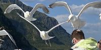 Searching for sea eagles in a Norwegian fjord and finding many other friends. Photographer: Mike Evans