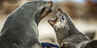 In June 2024, a rabies outbreak was detected in South African Cape fur seals, a species in which rabies had not been recorded previously. This was the first outbreak of rabies in the marine environment internationally. (Photo: iStock)