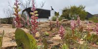 Moisture clings to a Lachenalia plant at the uber luxurious Bushmanskloof.Photo:Angus Begg