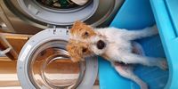 Next for a wash? Photographer: Jane Turner