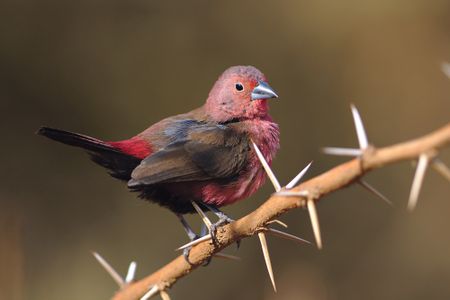 Ornithologists on a mission to change the names of birds associated with colonial horrors