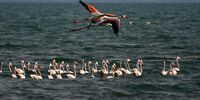  Flamingos fly to join their flock in the wetlands of Nea Kios in Nafplio, Peloponnese, Greece, 27 July 2025.The autumn migration of birds is in progress.  EPA/BOUGIOTIS EVANGELOS