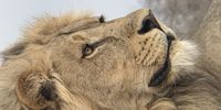 Male Lion over looking the river bank in Mashatu, Botswana. Picture captured using a cell phone through binocular lens. Photographer: Graeme Brien
