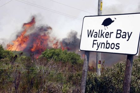 Fynbos: why fire is important for its survival