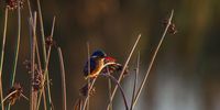 Malachite kingfisher enjoying the sunrise. Image: Dylan O'Hagan 
