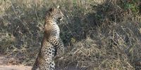 Learning to be vigilant. 3 month old leopard cub, Mala Mala. 11 June 2021.