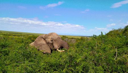 A journey through Addo and memory on roads elephants once carved