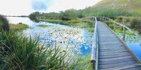 The "Monet bridge" at Silvermine East this week.