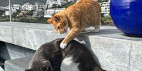 Minsky warning her little brother Earl Grey to not jump into the pool. Photographer: Chris von Ulmenstein 