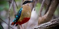 African Pitta – Zambezi River Valley - Zimbabwe. Image: Albert McLean