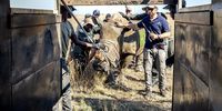 A Rhino entering transportation a crate. (Photo: Michael Dexter)