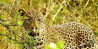 Fred-Cattle-Wildlife