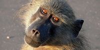 Baboon. (Photo: Don Pinnock)
