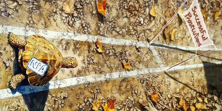 Heavy criticism of National Prosecuting Authority, but slow and steady might win the race